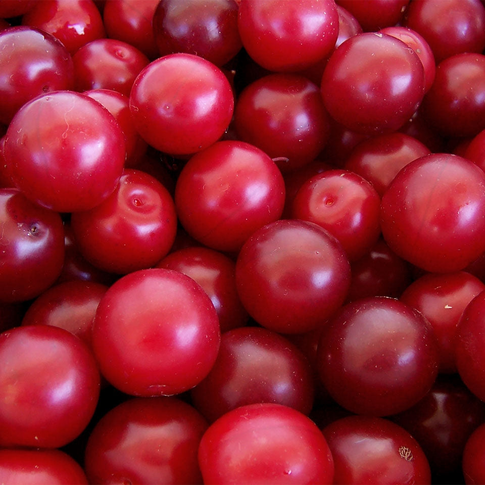 Prunus cerasifera (Cherry Plum) Pikirangi