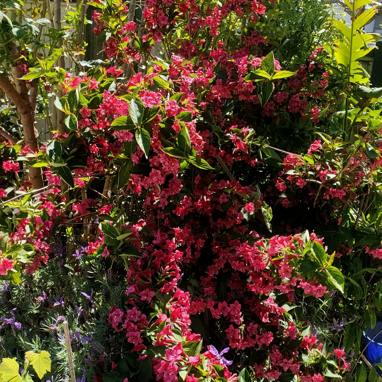 Weigela florida 'Newport Red'