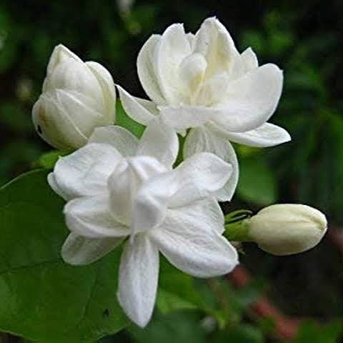 Jasminum sambac (Arabian Jasmine) Pikirangi