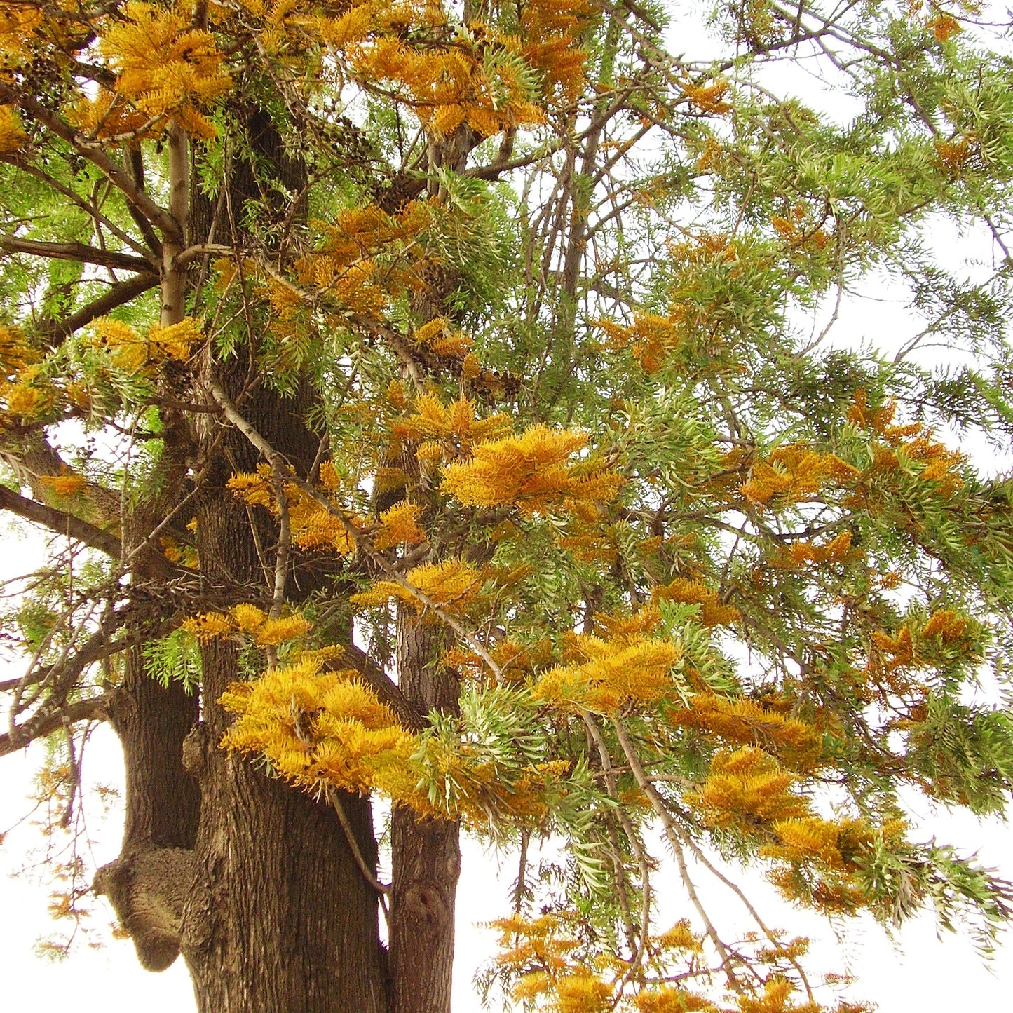 Grevillea robusta (Silk Oak) S007