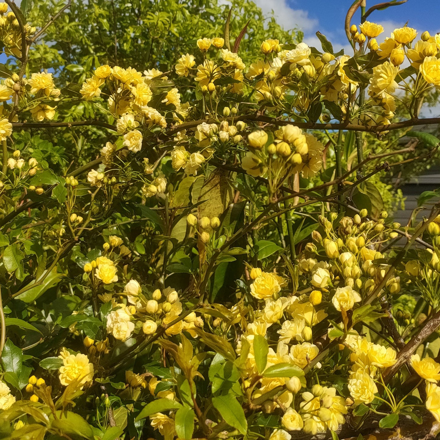 Rosa banksiae 'Lutea' (Banks' Rose) Pikirangi