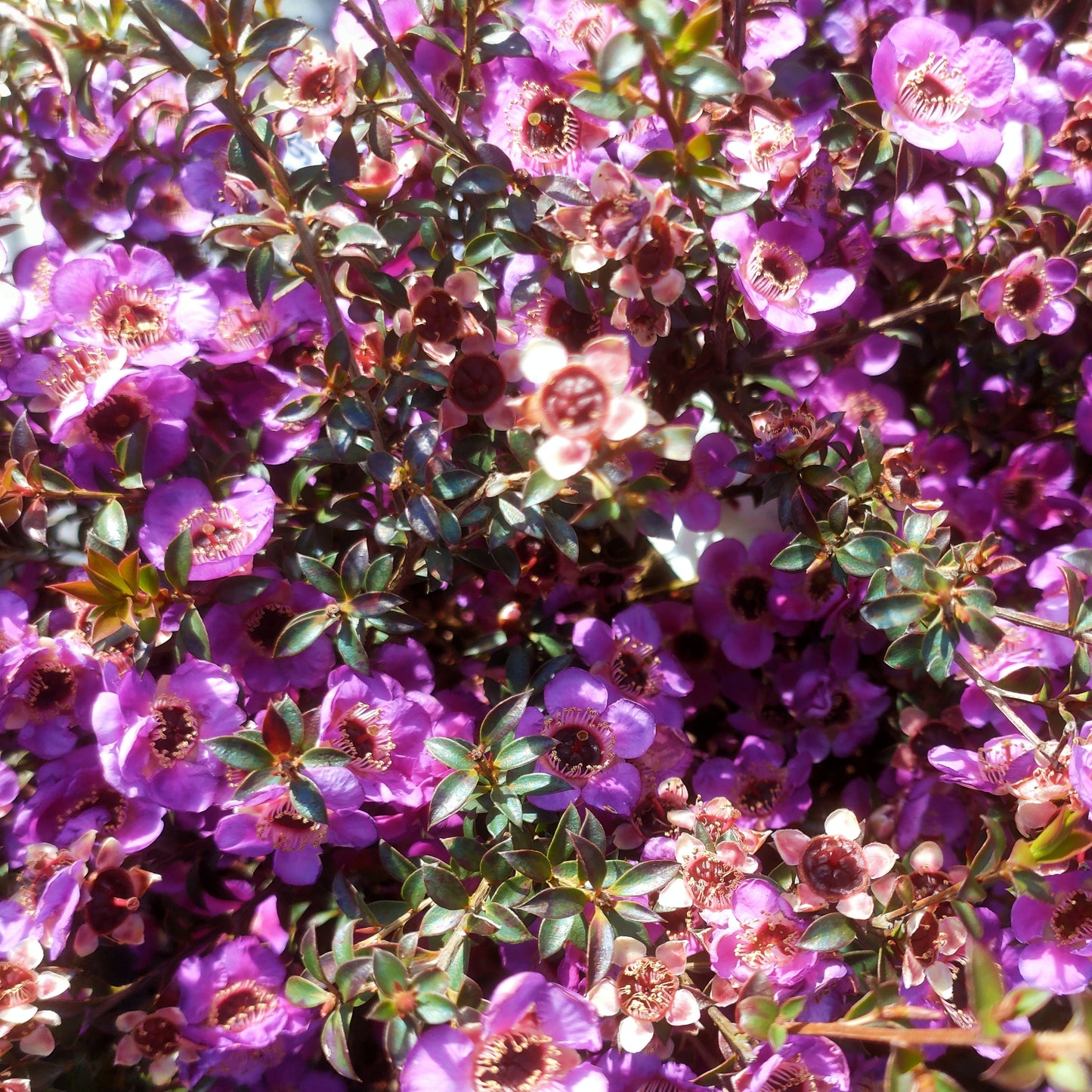 Leptospermum scoparium 'Dark Night' (Mānuka)