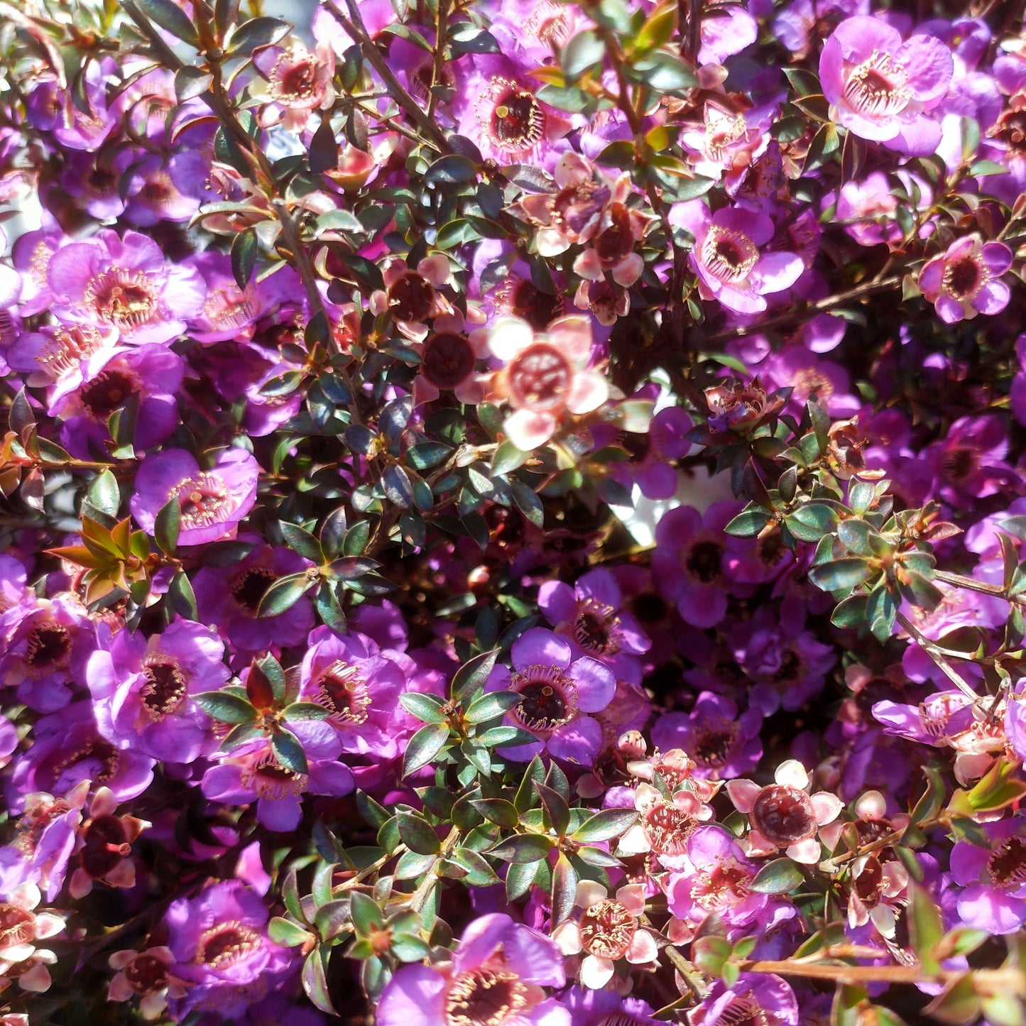 Leptospermum scoparium 'Dark Night' (Mānuka) Pikirangi