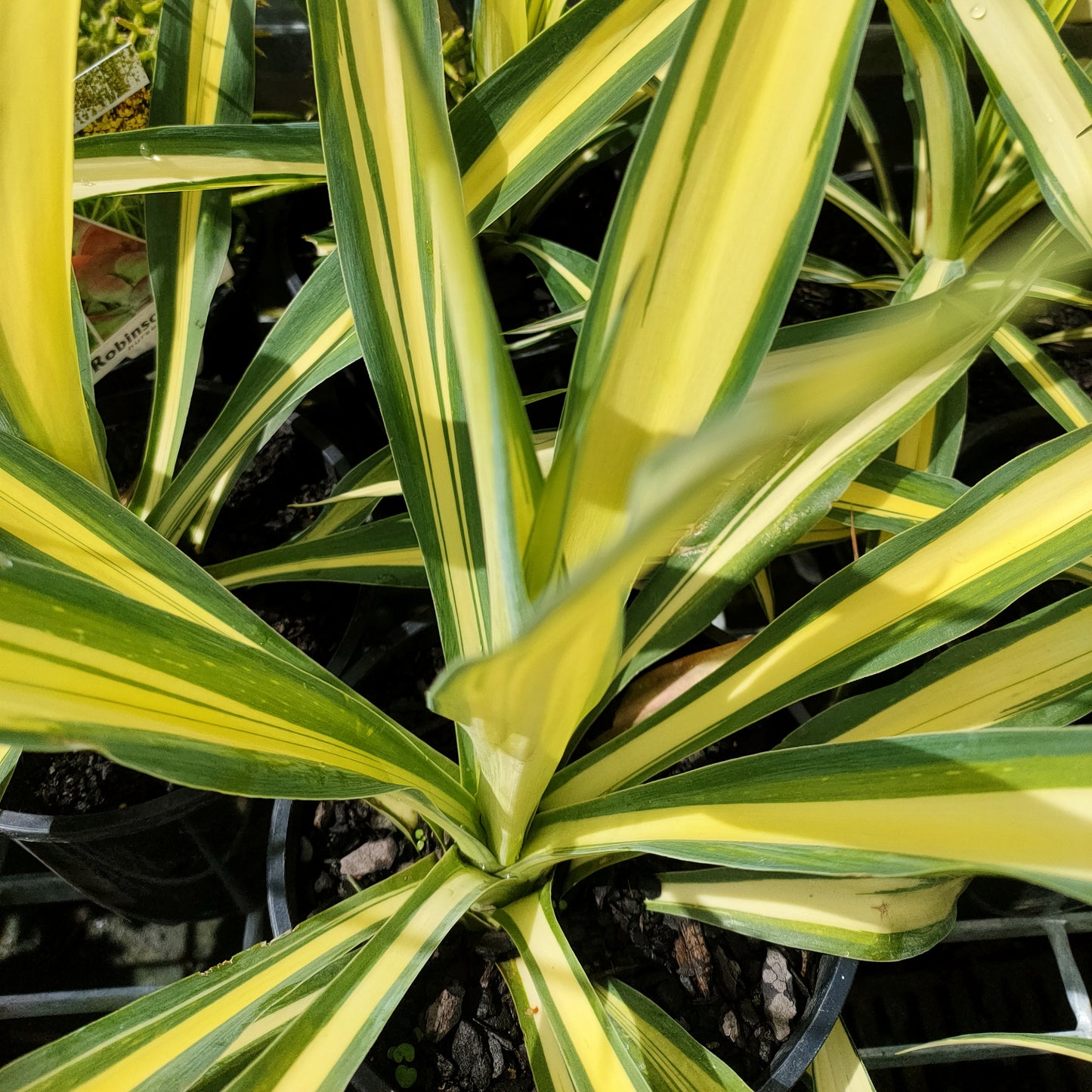 Beschorneria yuccoides 'Flamingo Glow' (Mexican Lily)