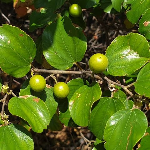 Ziziphus mauritiana (Stone Apple) Pikirangi