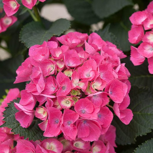Hydrangea macrophylla 'Paris'