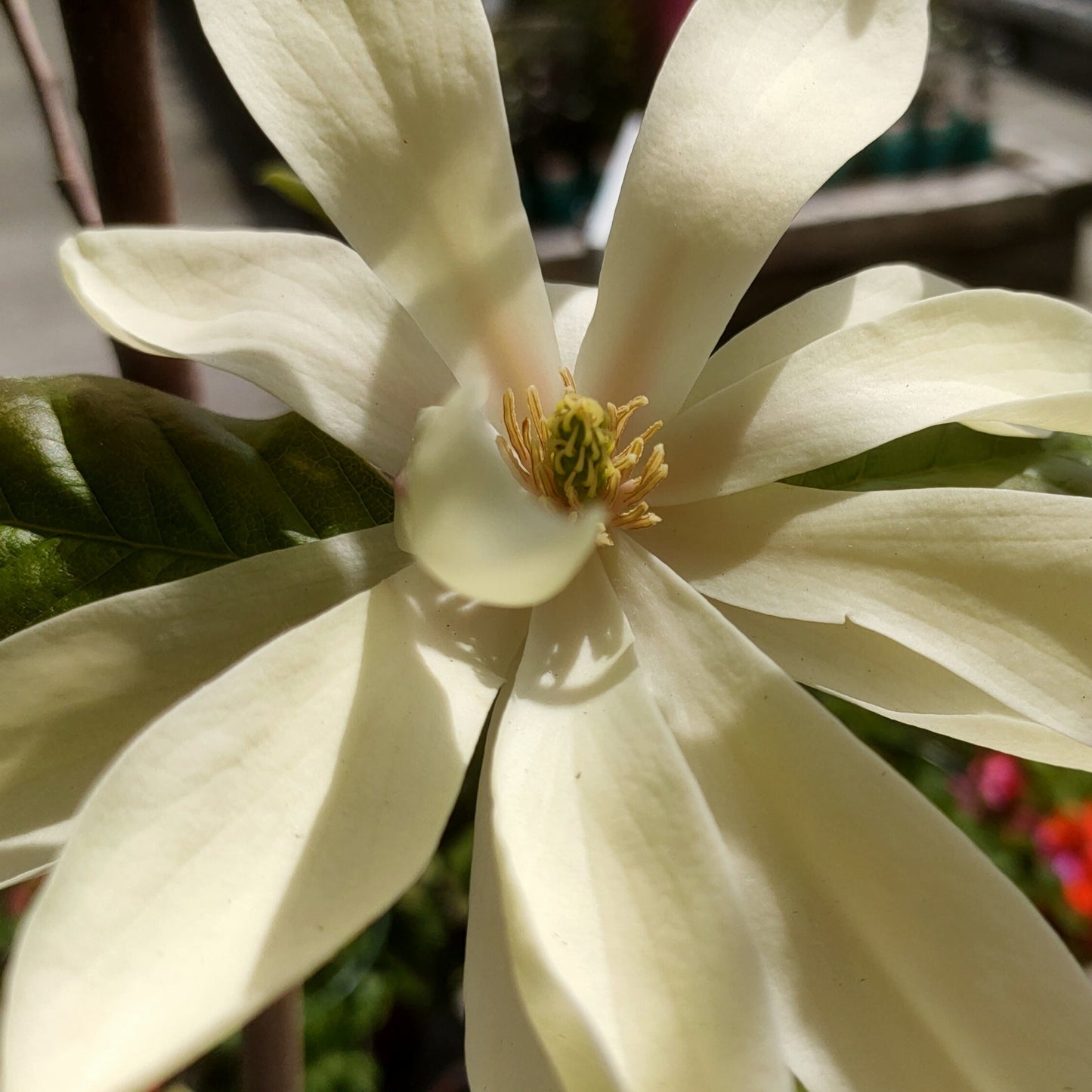 Magnolia 'Gold Star' S002