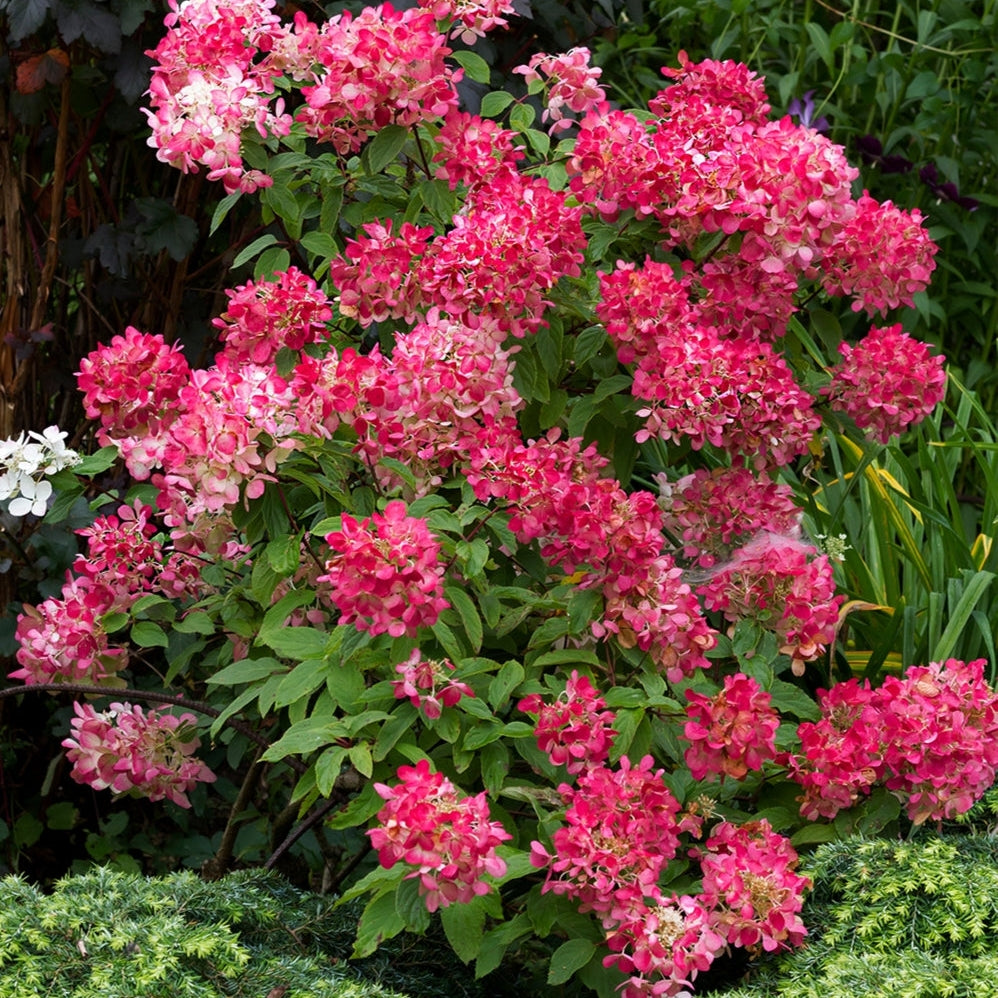 Hydrangea paniculata 'Diamond Rouge'