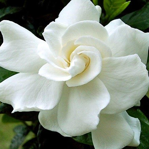 Gardenia jasminoides 'August Beauty' (Cape Jasmine) Pikirangi