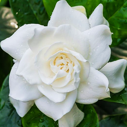 Gardenia jasminoides 'Veitchii' (Cape Jasmine) Pikirangi