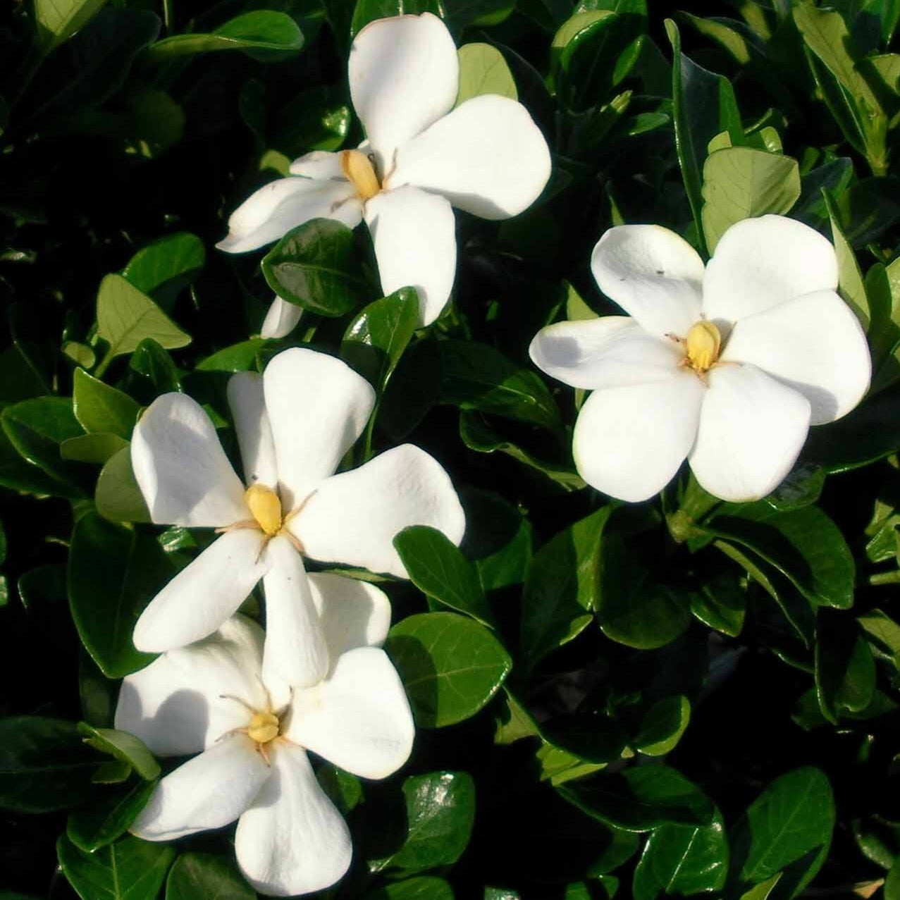 Gardenia jasminoides 'Fragrant Star' (Cape Jasmine) Pikirangi