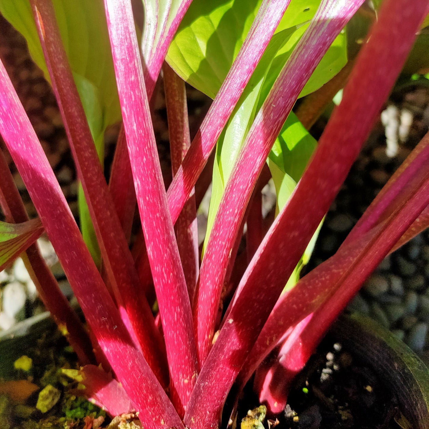 Hosta 'First Blush' (Plantain Lily) Pikirangi