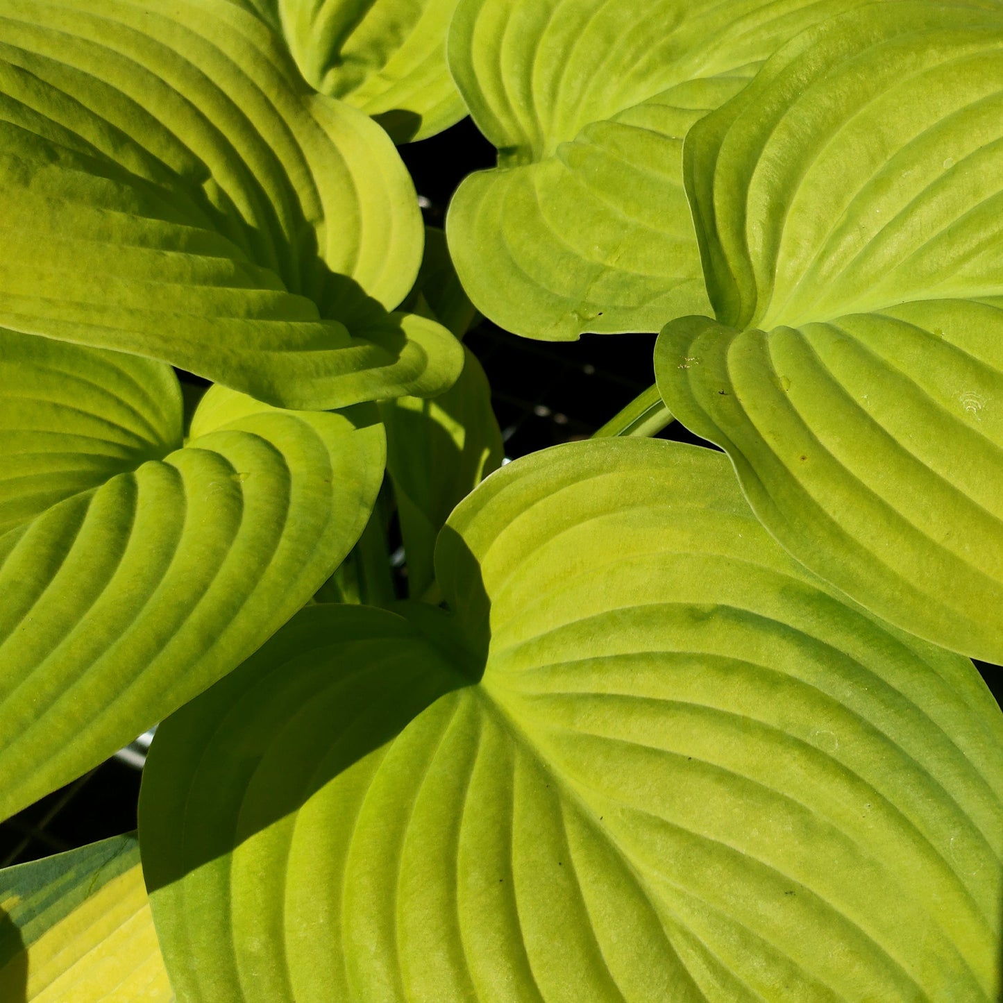 Hosta 'Guacamole' (Plantain Lily) Pikirangi