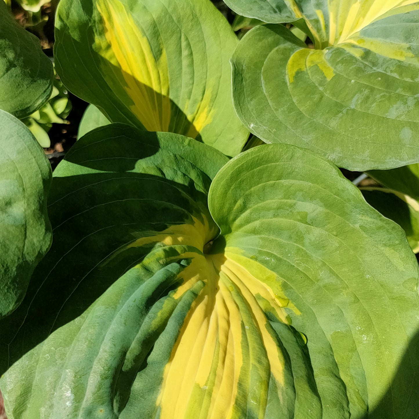 Hosta 'Thunderbolt' (Plantain Lily)