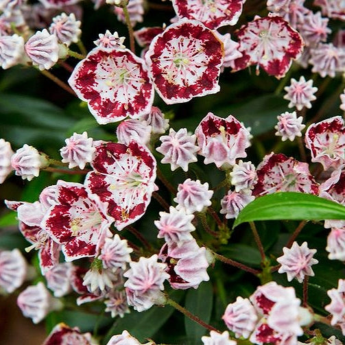 Kalmia latifolia 'Minuet' (Mountain Laurel) Pikirangi