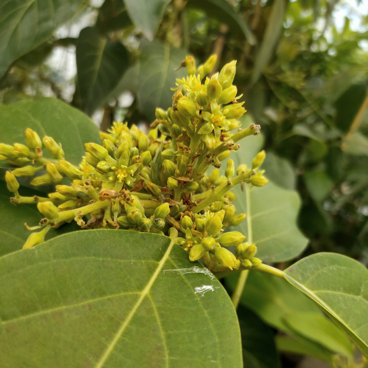 Persea americana 'Sharwil' (Avocado)