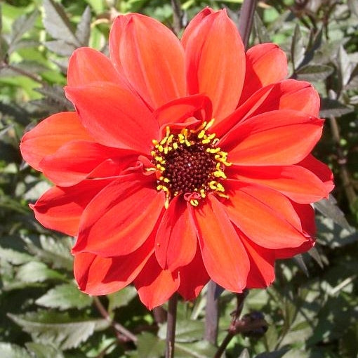 Dahlia 'Bishop of Llandaff' Pikirangi