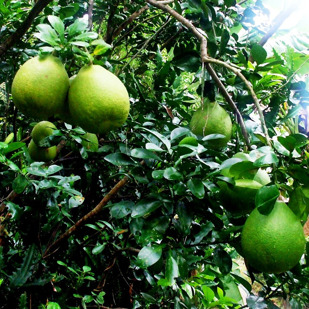 Citrus maxima (Pomelo)
