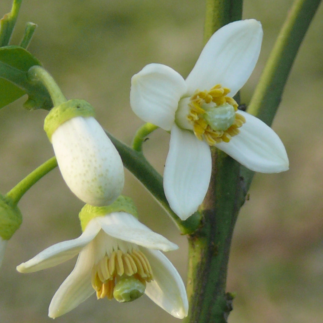 Citrus maxima (Pomelo)
