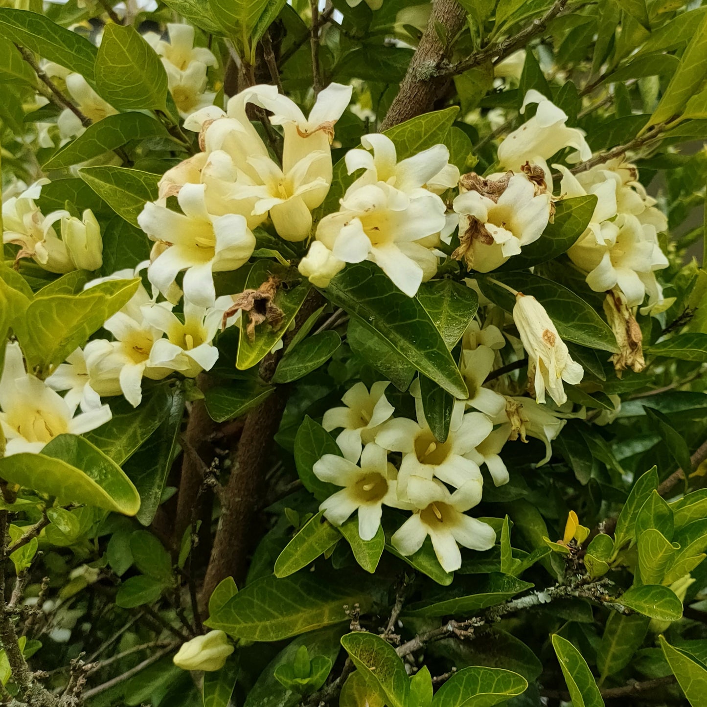 Rothmannia globosa (Cape Gardenia)