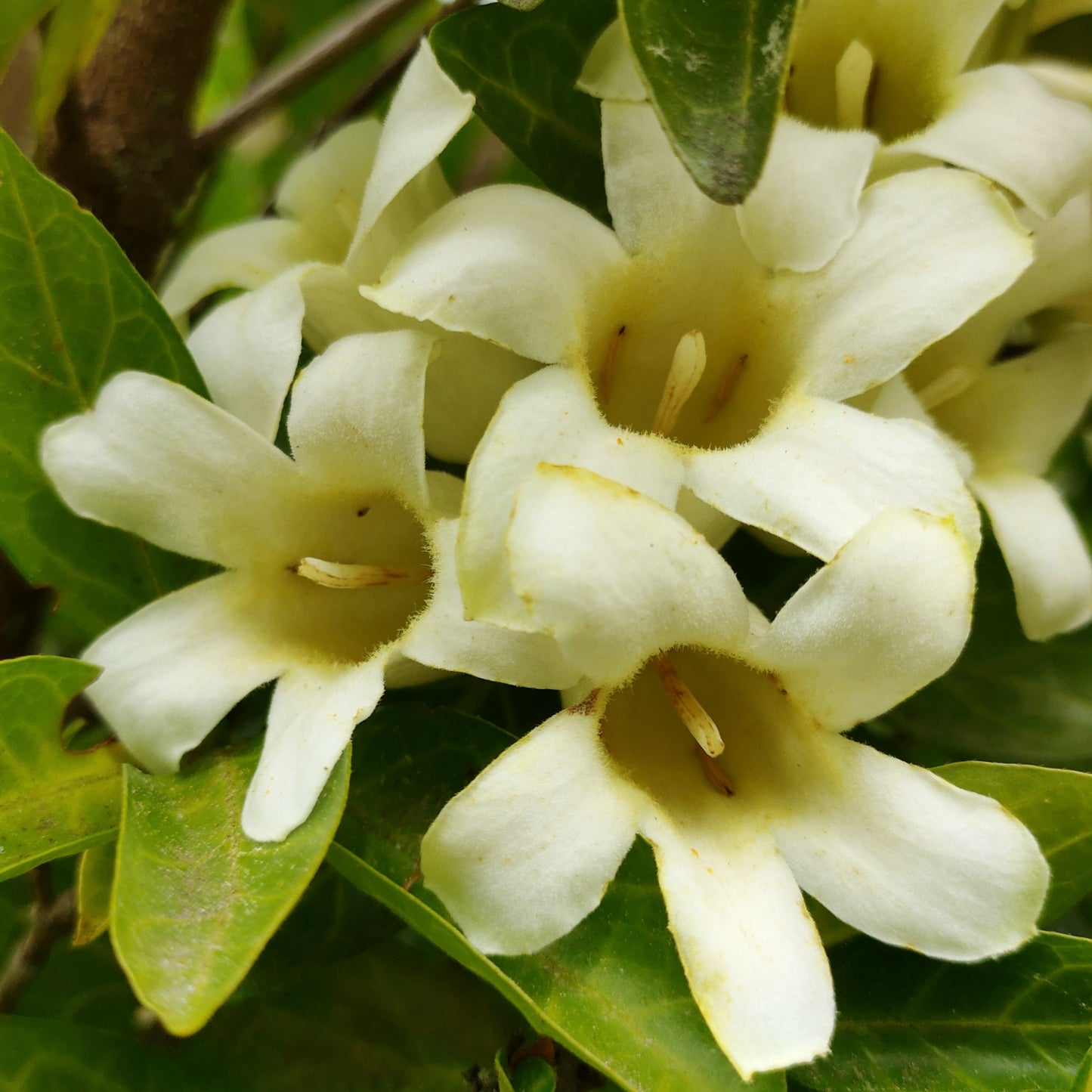 Rothmannia globosa (Cape Gardenia)