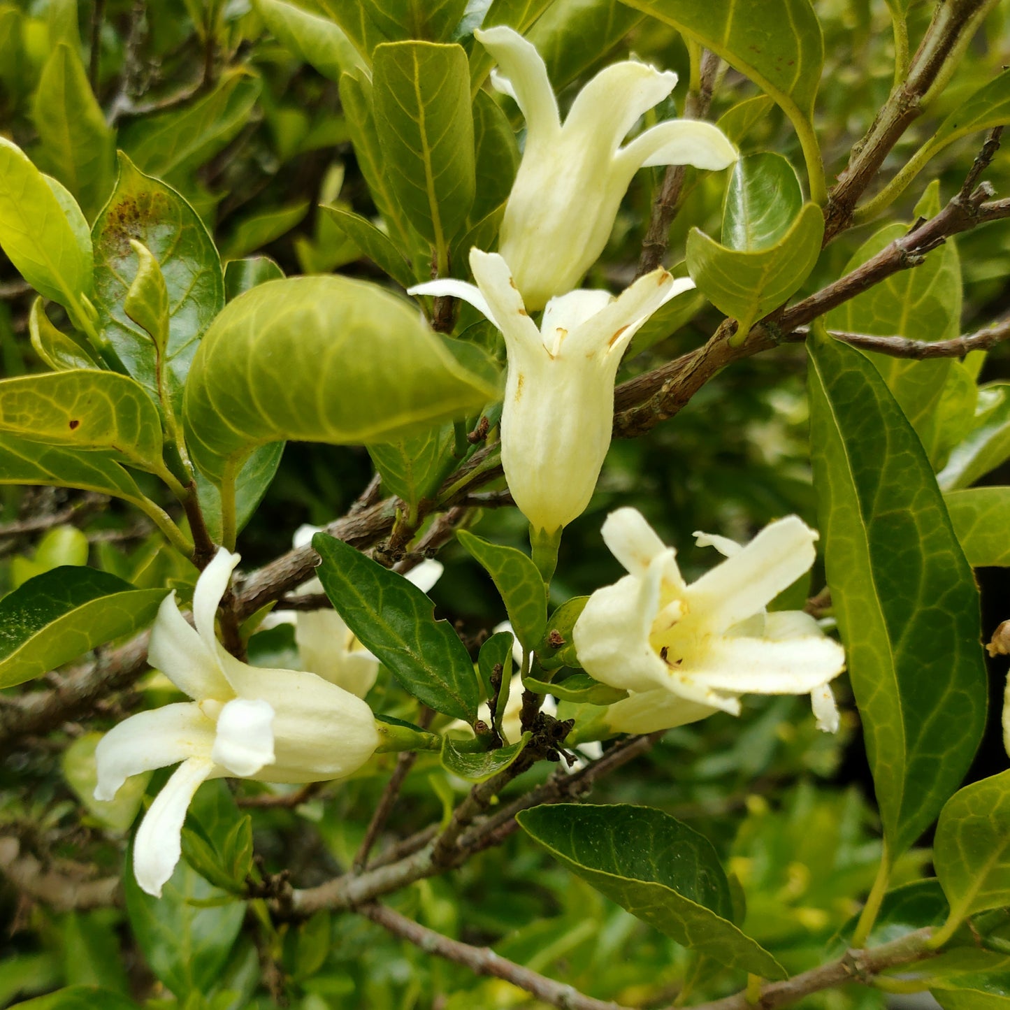 Rothmannia globosa (Cape Gardenia)