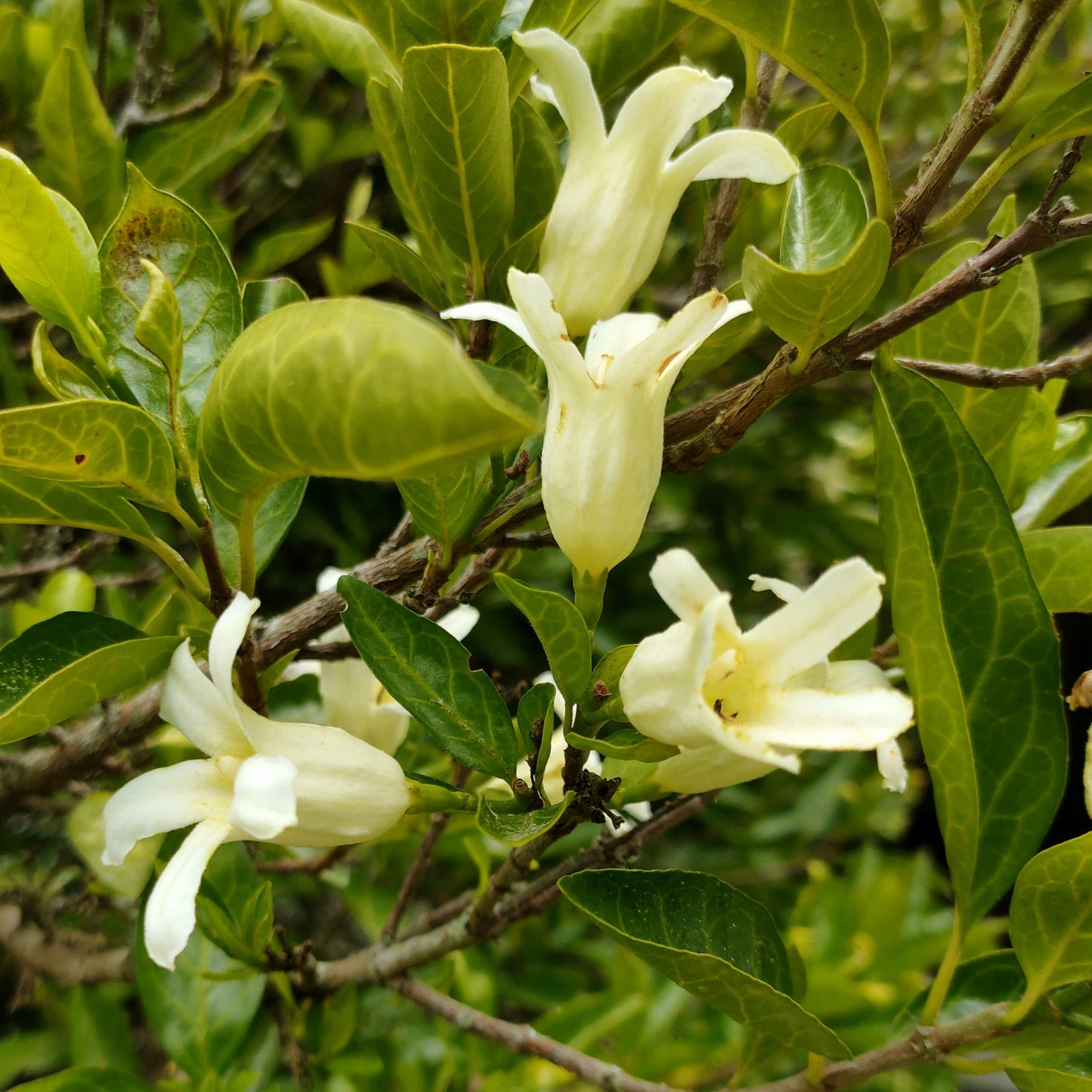 Rothmannia globosa (Cape Gardenia) Pikirangi