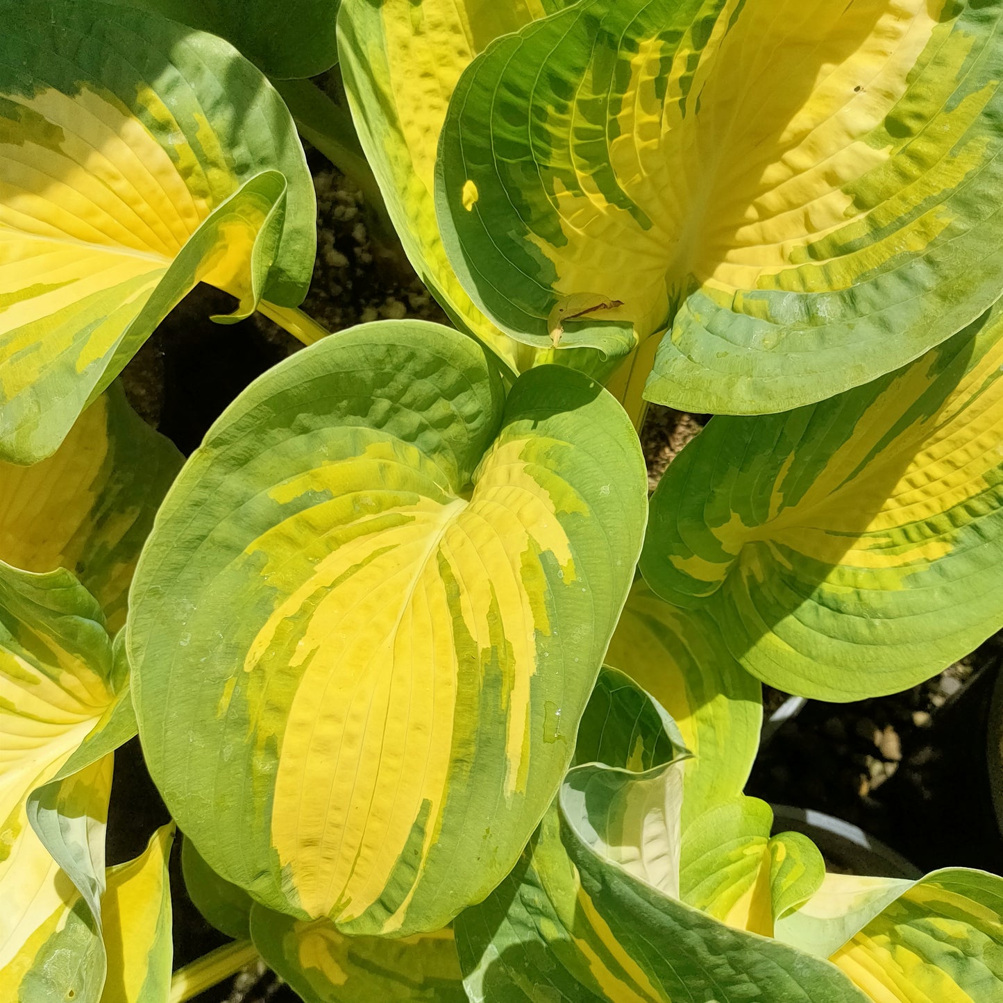 Hosta 'Stained Glass' (Plantain Lily)