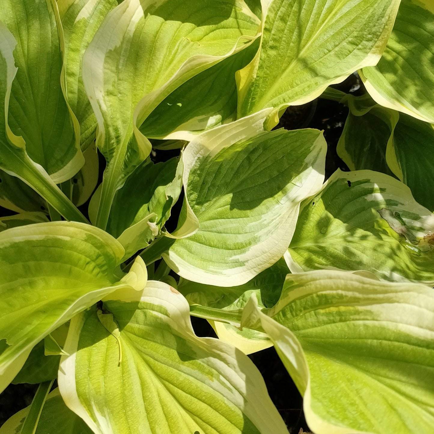 Hosta 'Blazing Saddles' (Plantain Lily)