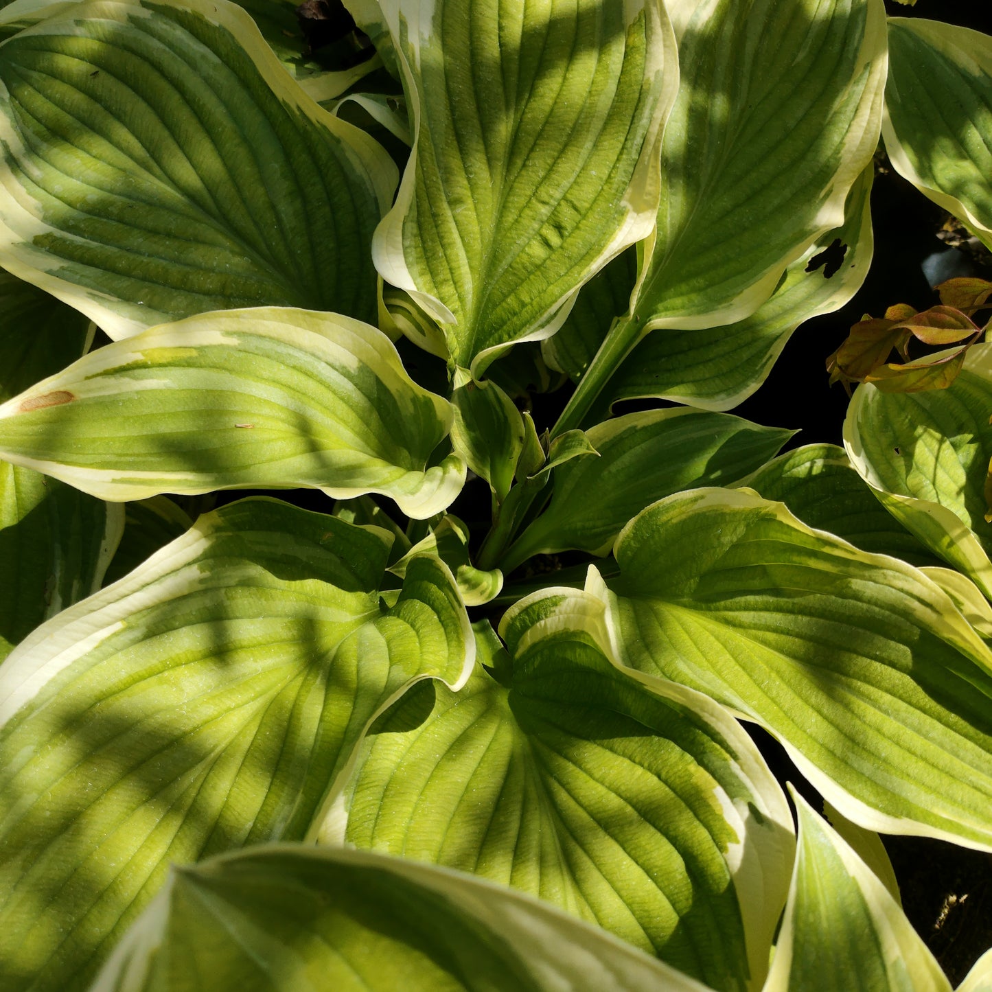 Hosta 'Blazing Saddles' (Plantain Lily)