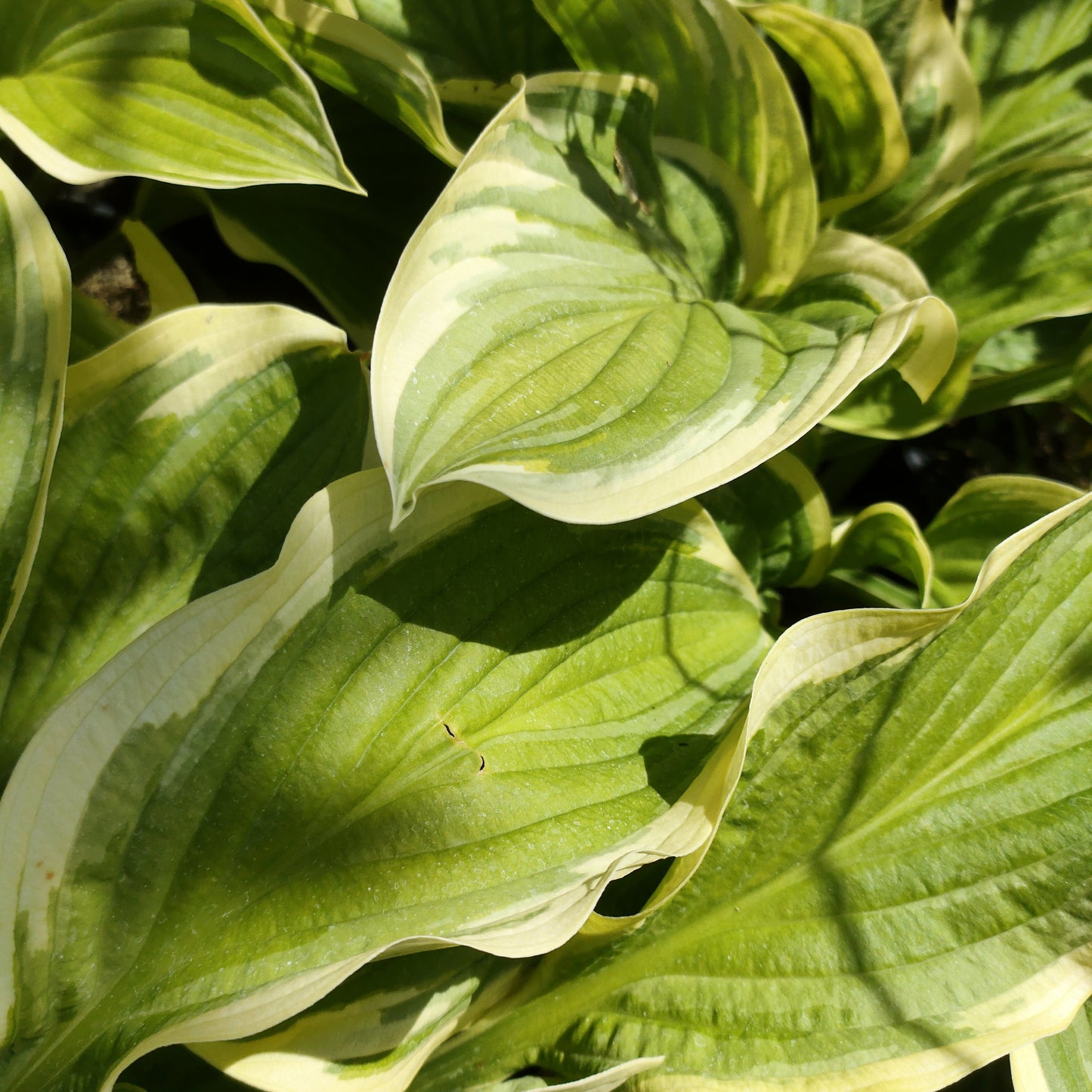 Hosta 'Blazing Saddles' (Plantain Lily) Pikirangi