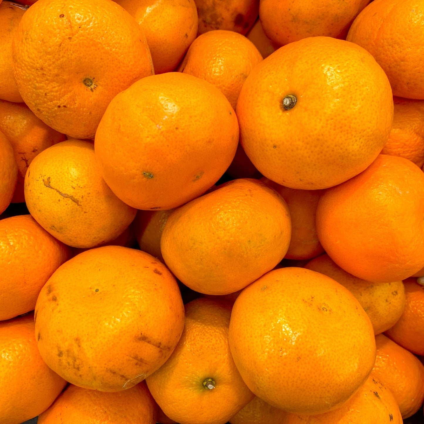 Citrus reticulata 'Murcott' (Mandarin, Honey Tangerine)