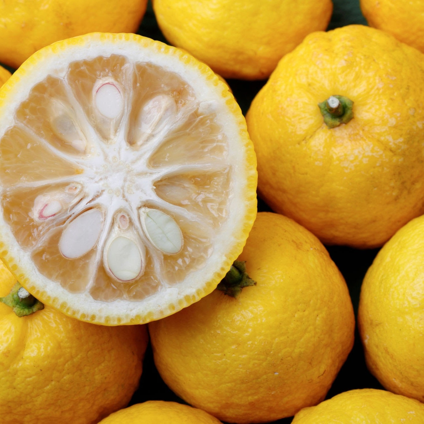 Citrus junos (Yuzu Lemon)