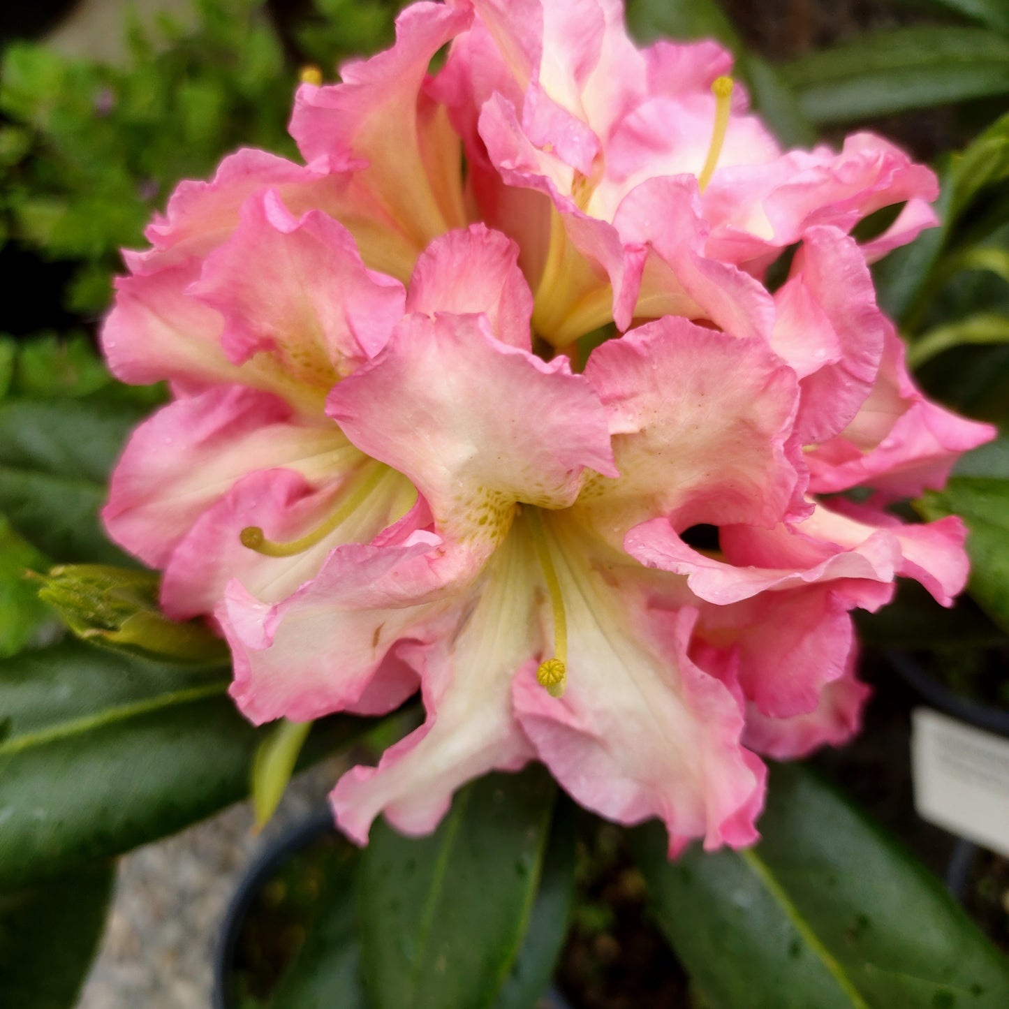 Rhododendron fortunei 'Melrose Flash'