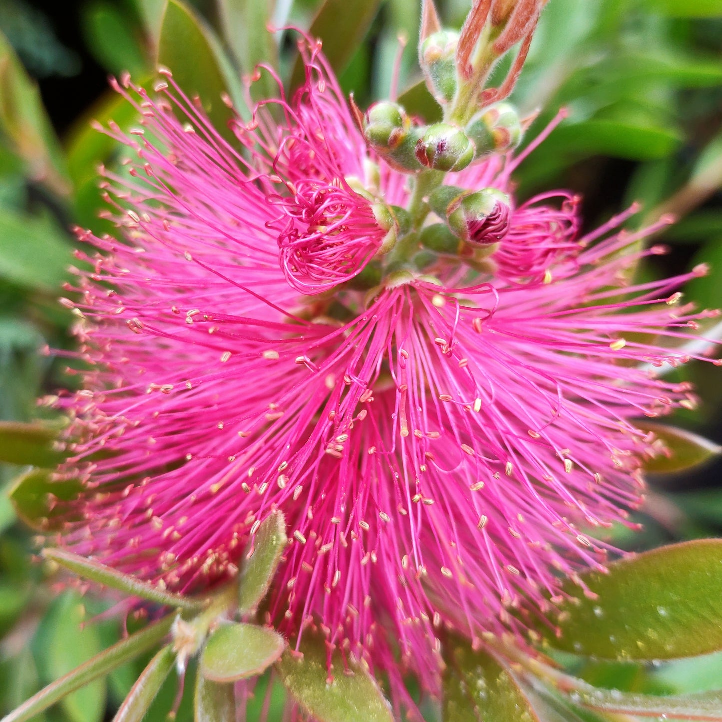 Callistemon 'Hot Pink'
