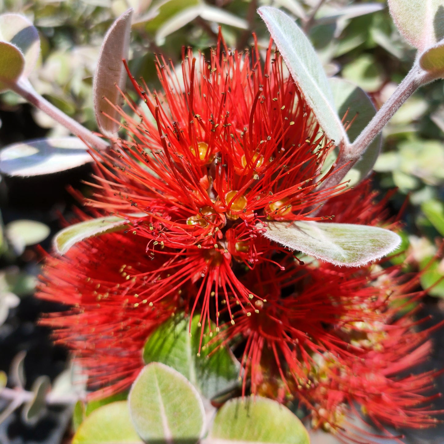 Metrosideros kermadecensis 'Tahiti' (Dwarf Pohutukawa)