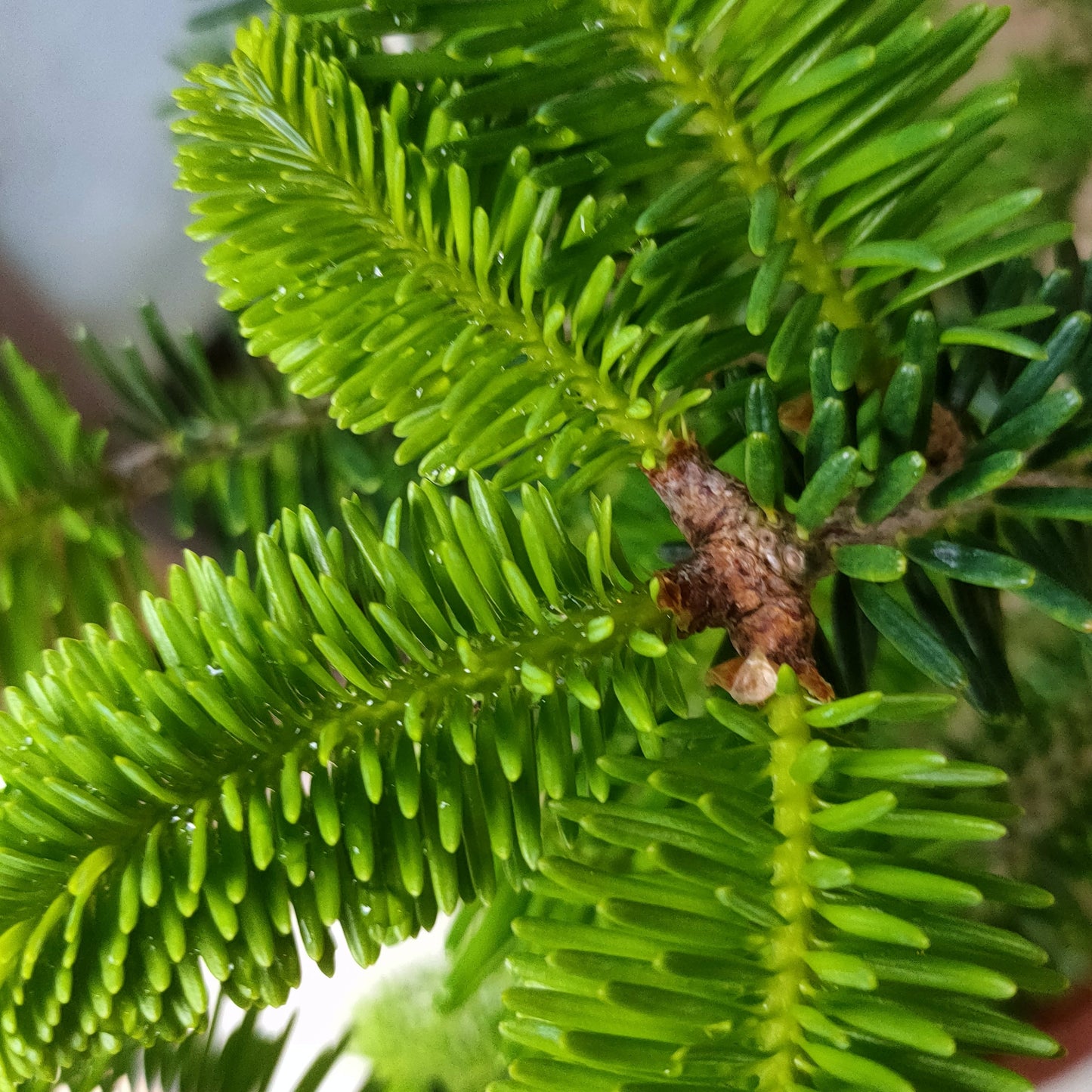 Abies koreana (Korean Fir) S003