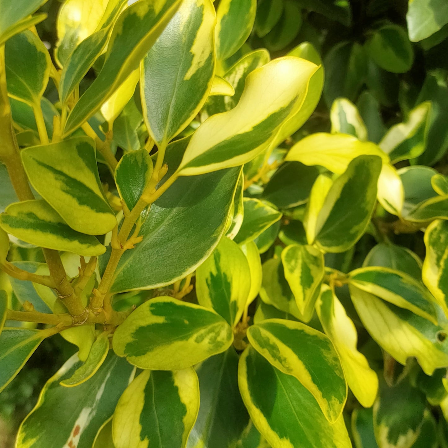 Griselinia littoralis 'Green Jewel' (Kapuka) Pikirangi