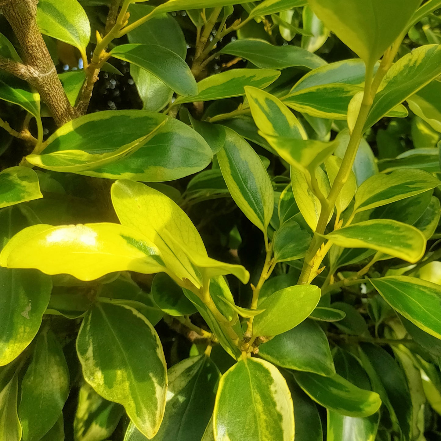 Griselinia littoralis 'Green Jewel' (Kapuka)