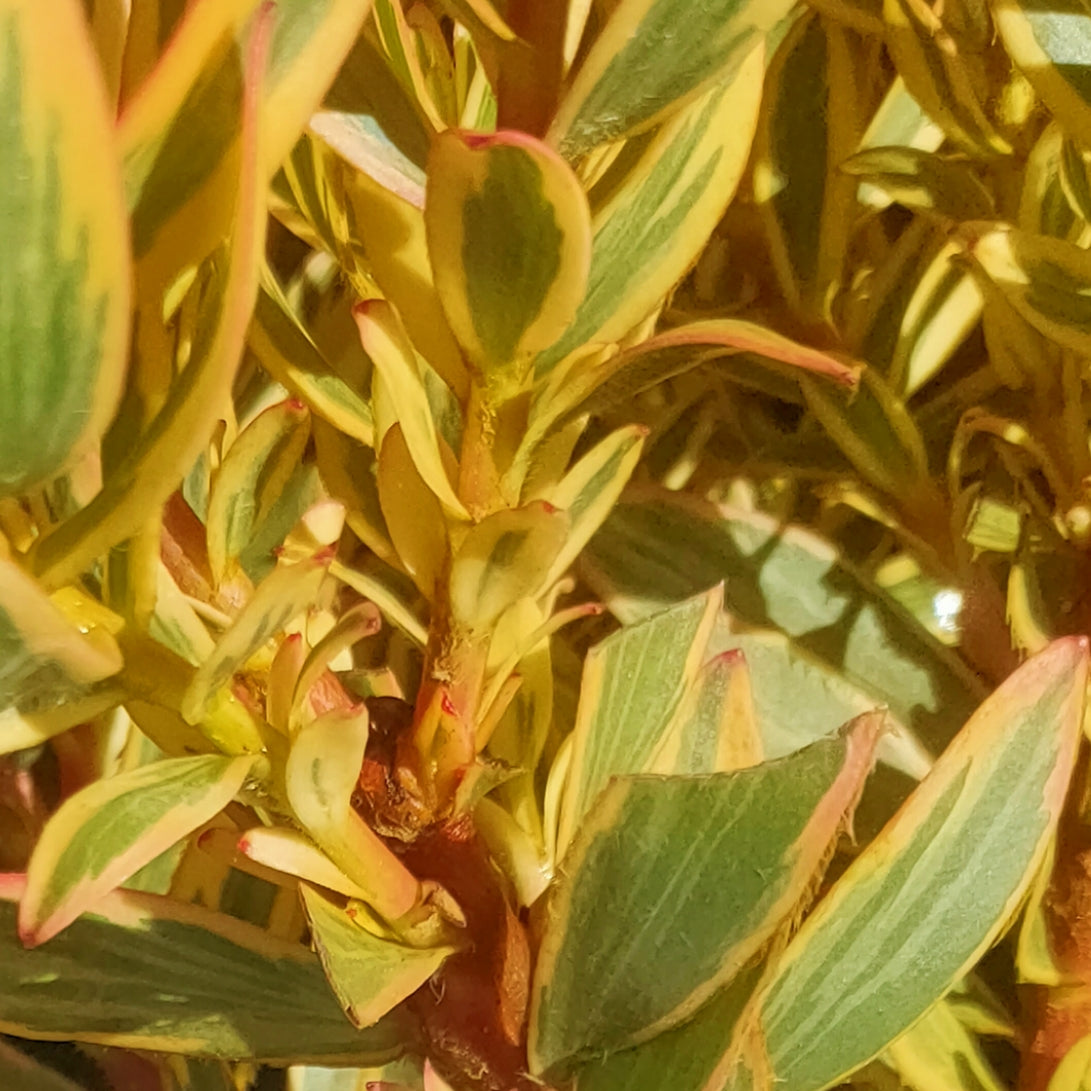 Leucadendron 'Safari Sunshine' (Conebush)