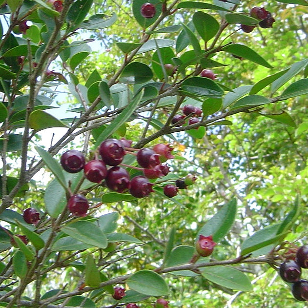 Amomyrtus luma (Luma) Pikirangi