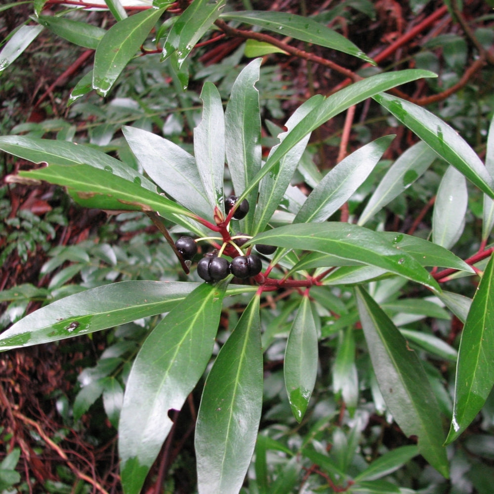 Tasmannia lanceolata (Tasmanian Pepperberry) Pikirangi