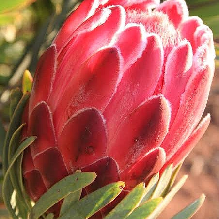 Protea 'Venus' Pikirangi