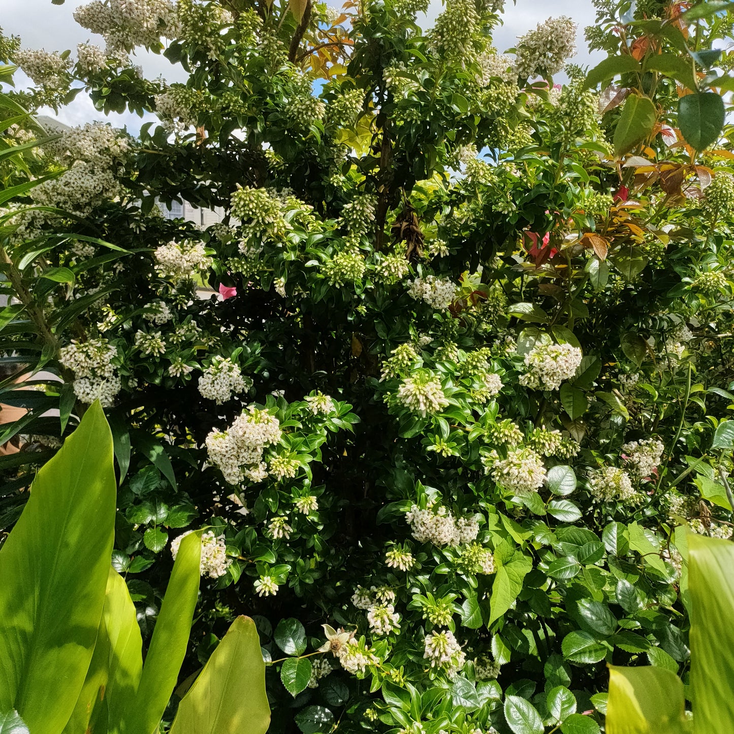 Escallonia 'Snowbud'