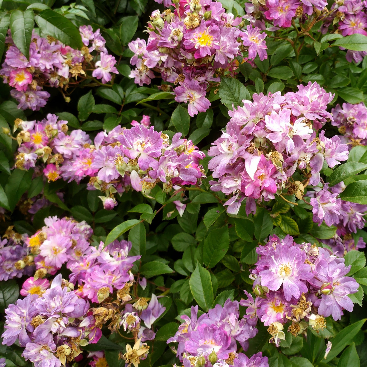 Rosa 'Veilchenblau' (Blue Rambler Rose)