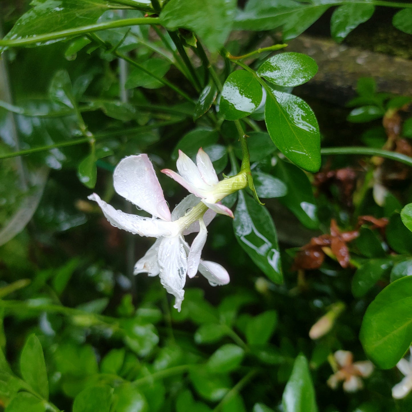 Jasminum officinale 'Double' (Common Jasmine) S006