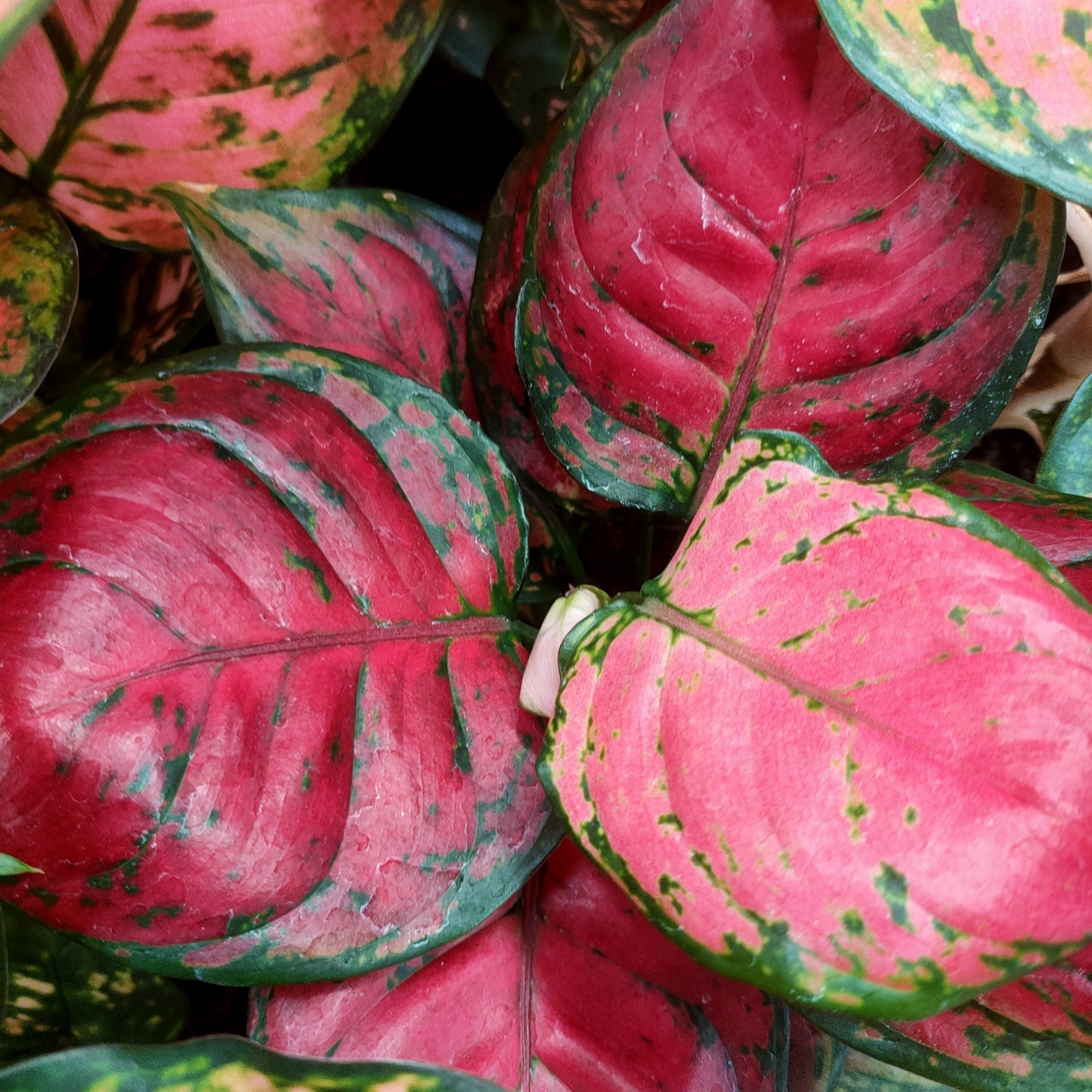 Aglaonema 'Beauty' Pikirangi