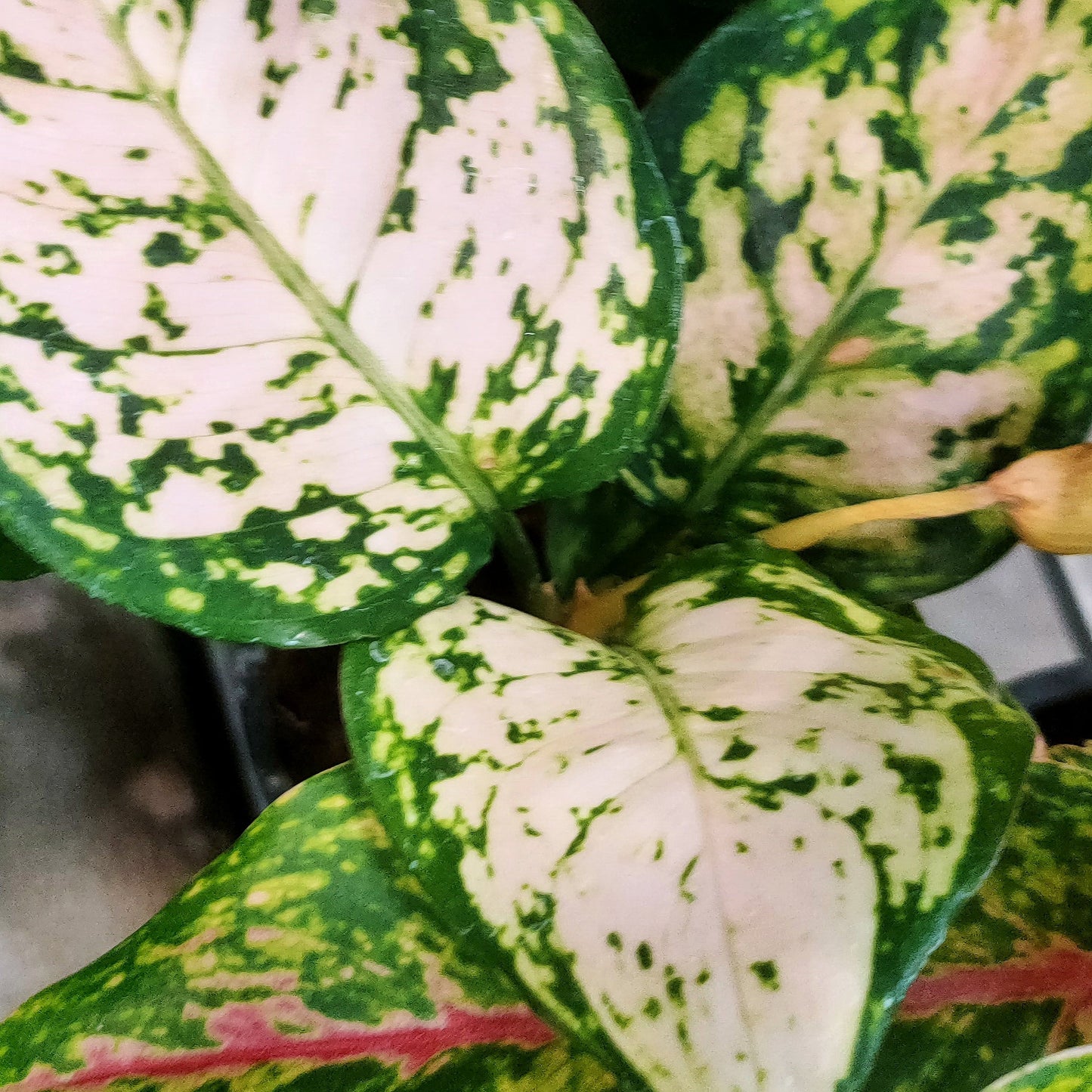 Aglaonema 'Eileen' Pikirangi