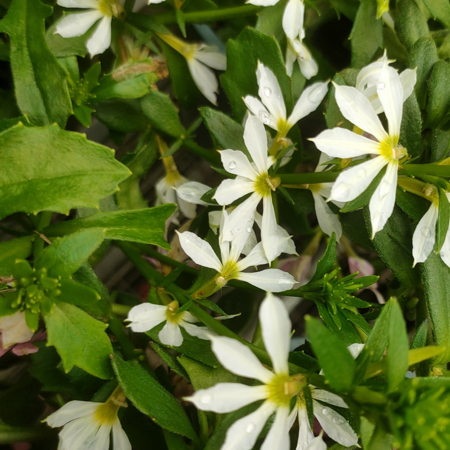 Scaevola Hot Rox 'Crystal' Pikirangi