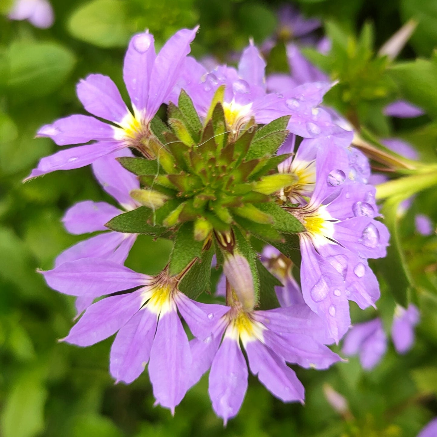 Scaevola Hot Rox 'Sapphire' Pikirangi